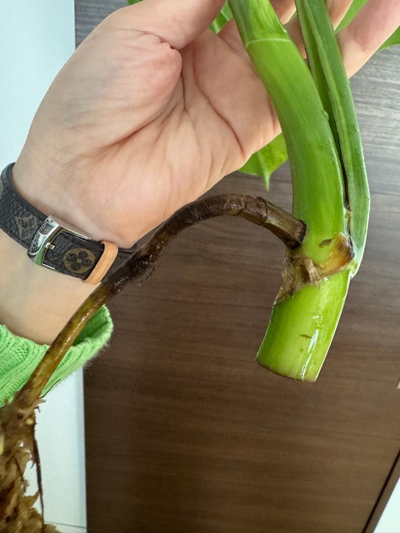 【超希少】モンステラ デリシオーサ イエローマリリン トップカット　黄斑入り