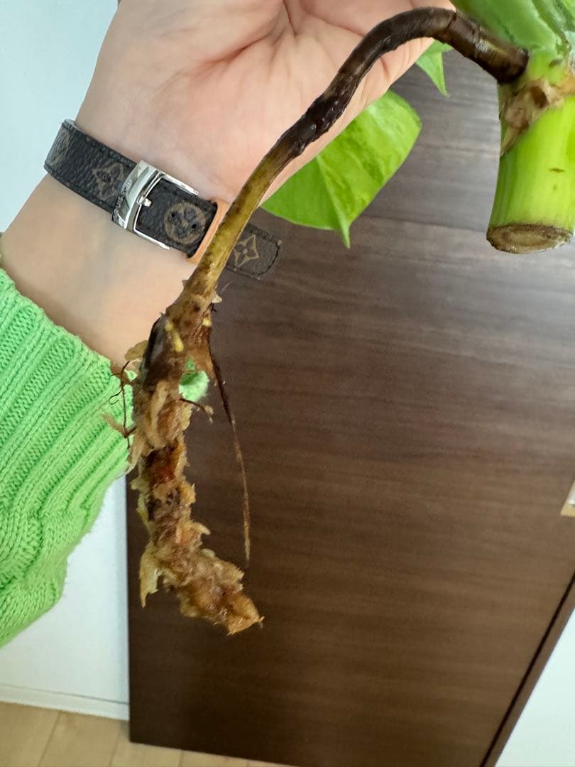 【超希少】モンステラ デリシオーサ イエローマリリン トップカット　黄斑入り