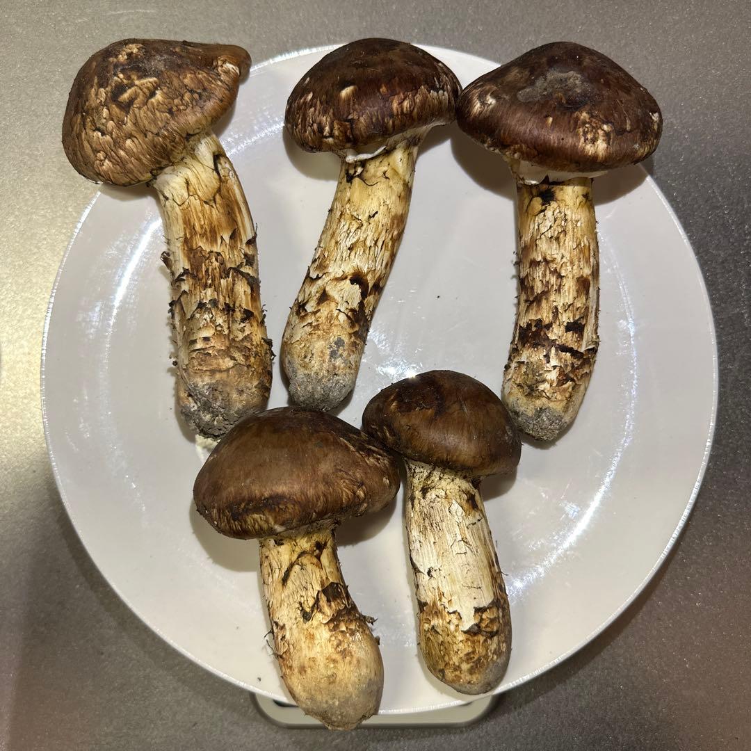 ミキちゃ3点おまとめ