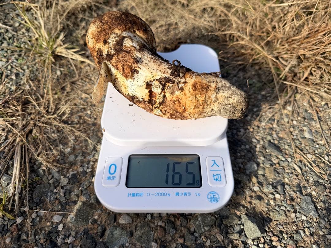 岡山県北産松茸11/8採れ