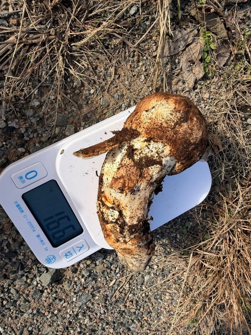 岡山県北産松茸11/8採れ