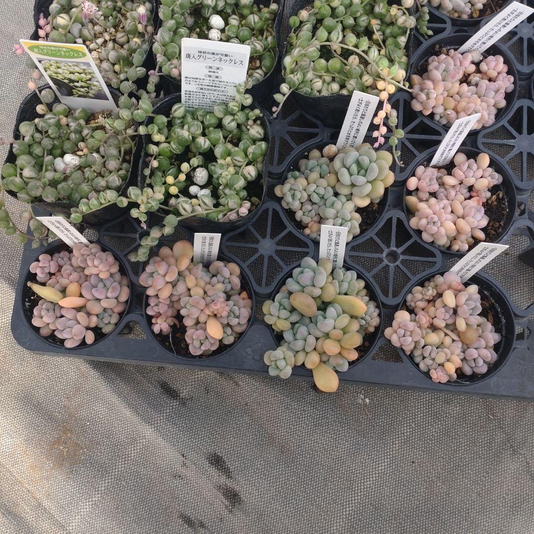 choco...∞さん専用