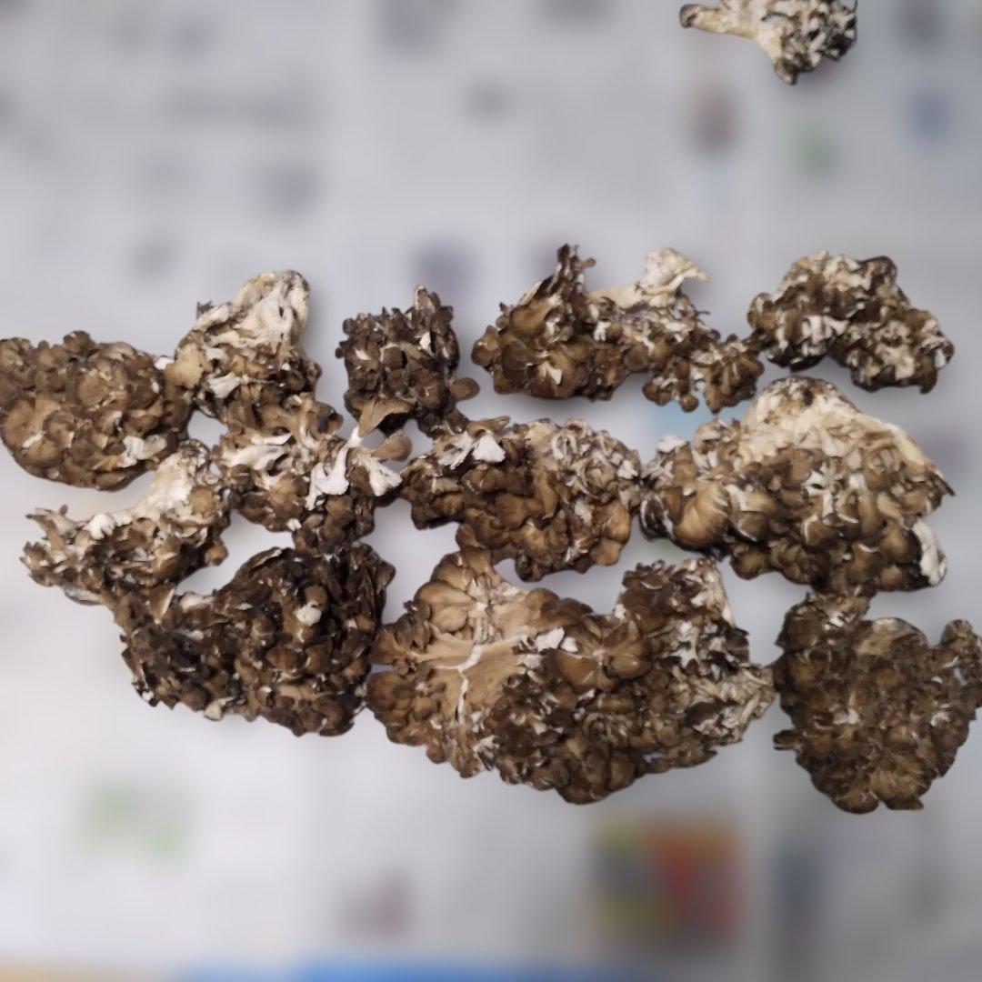 秋田県産 天然 舞茸 5kg