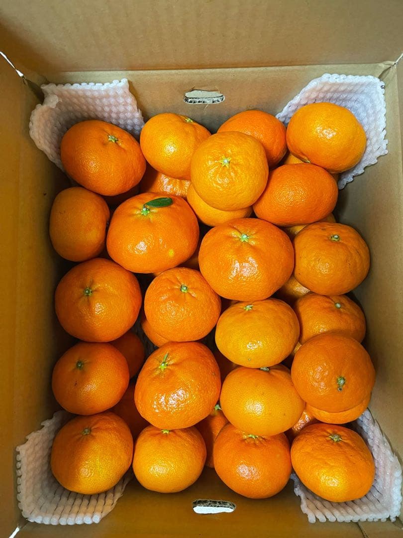 【甘平・高級品→お年明け1月中旬から発送】