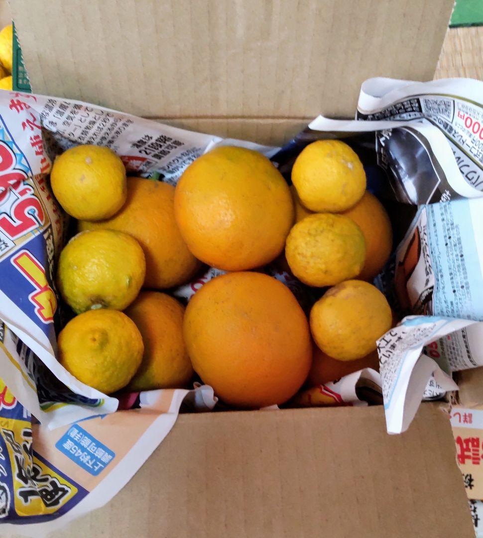 採れたて夏蜜柑柚子セット「1299円‼️」