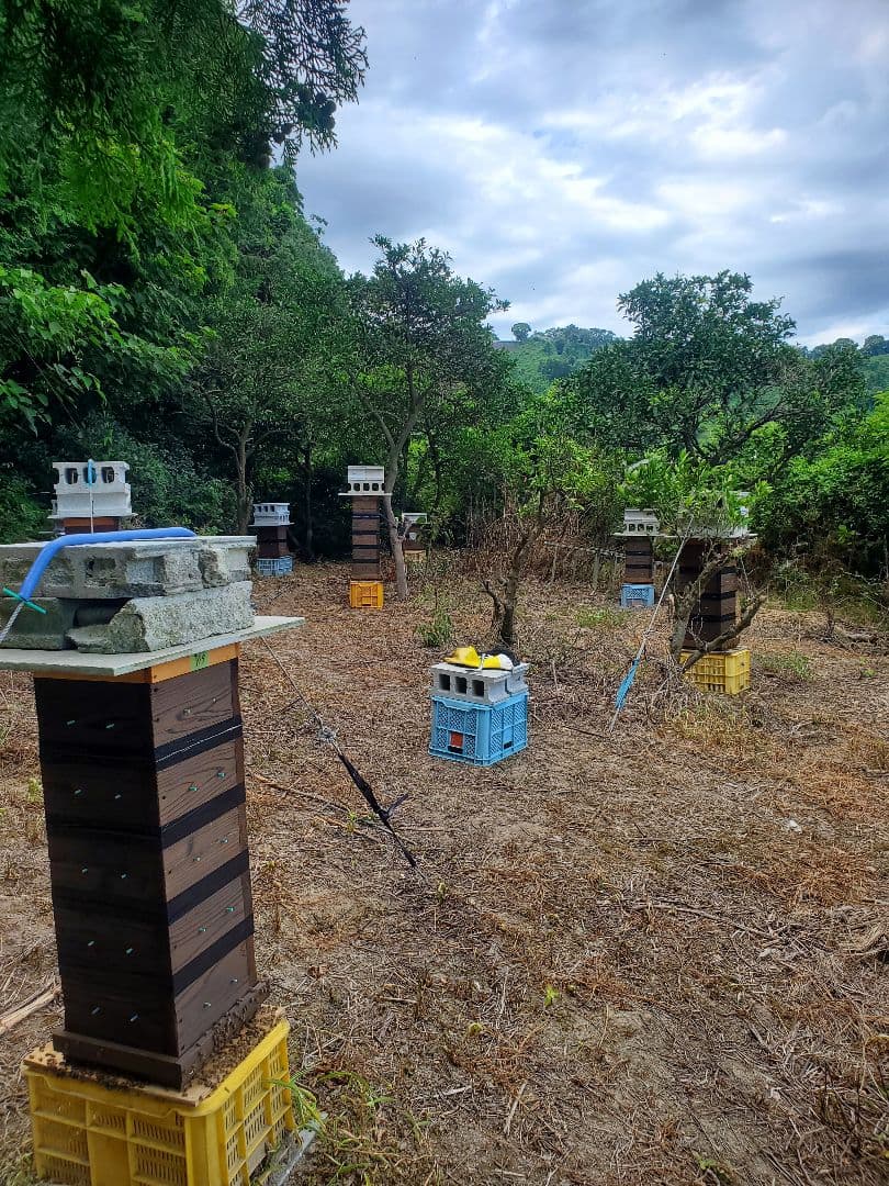 No.24　★日本蜜蜂のはちみつ★1200g(1瓶)