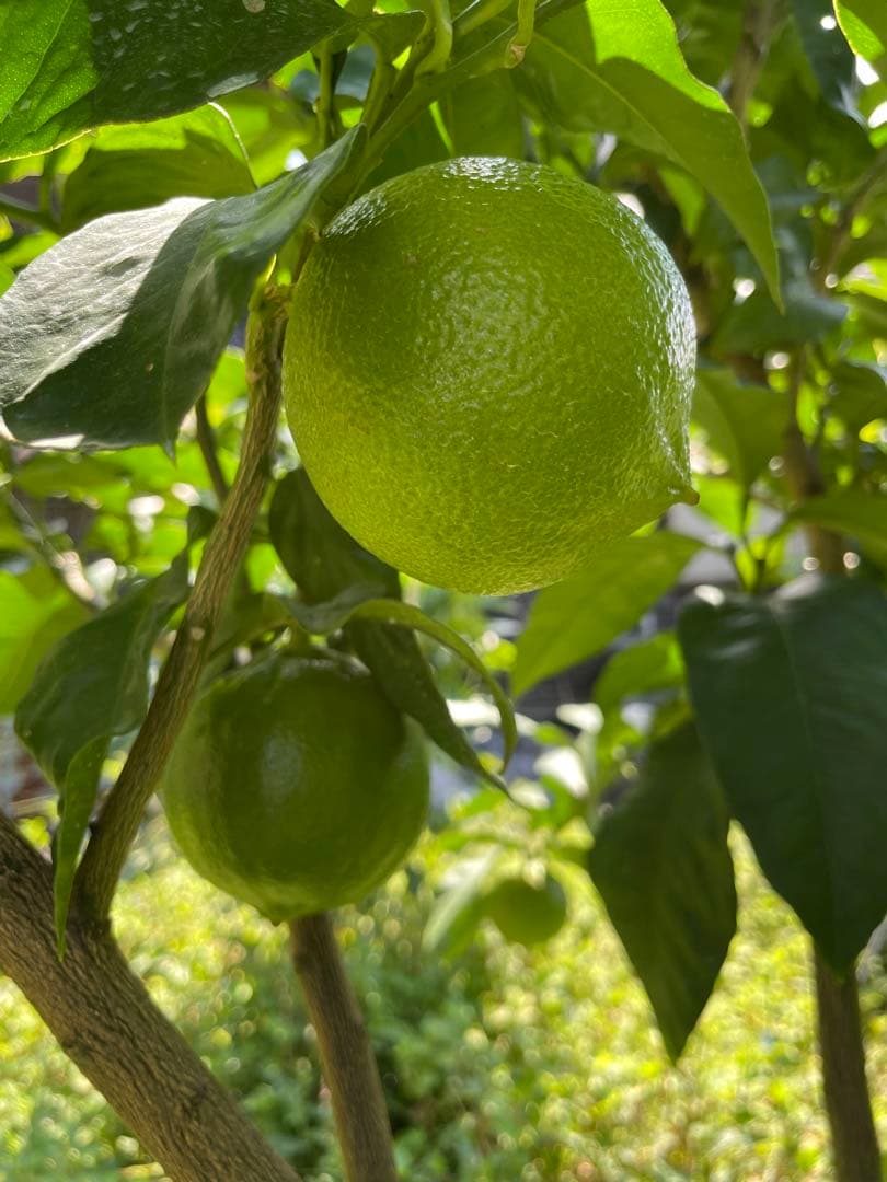 国産ベルガモットオレンジ果実　約8kg 送料込み ☆【秀品】