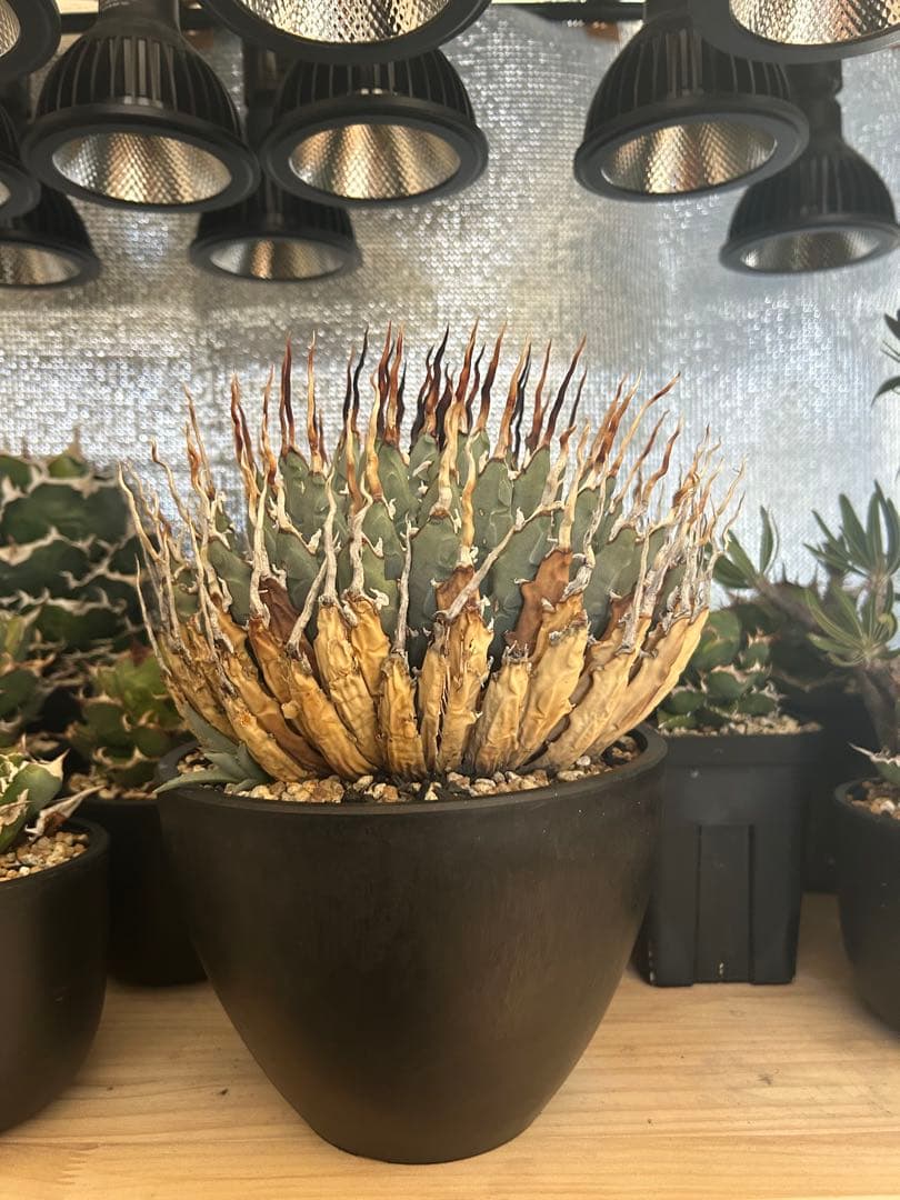 アガベユタエンシスエボリスピナ陽炎　子株付き