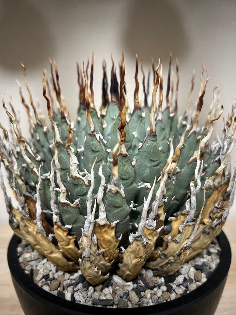 アガベユタエンシスエボリスピナ陽炎　子株付き