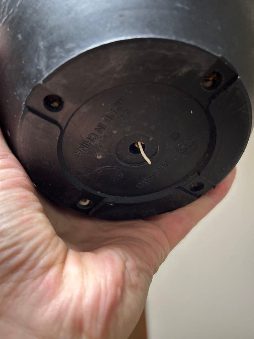 アガベユタエンシスエボリスピナ陽炎　子株付き