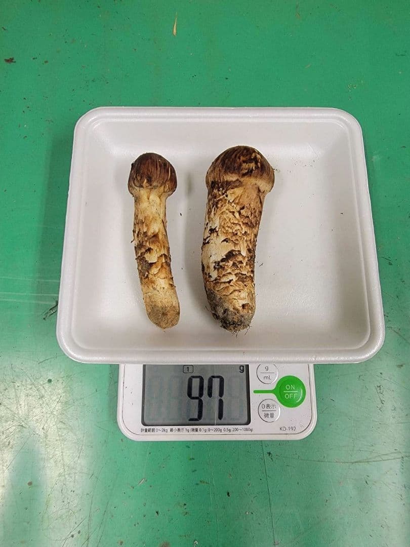 送料込み　今年最後　岩手県産松茸 97g