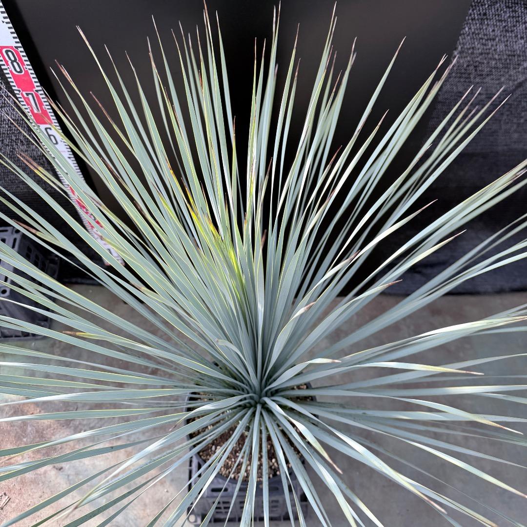 k*u様 【AL1186】ユッカ　ロストラータ　ランチョブルー