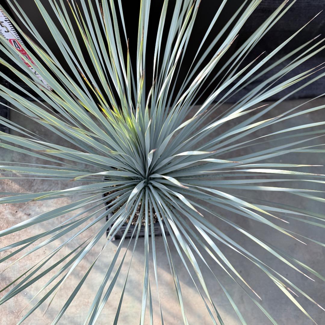 k*u様 【AL1186】ユッカ　ロストラータ　ランチョブルー