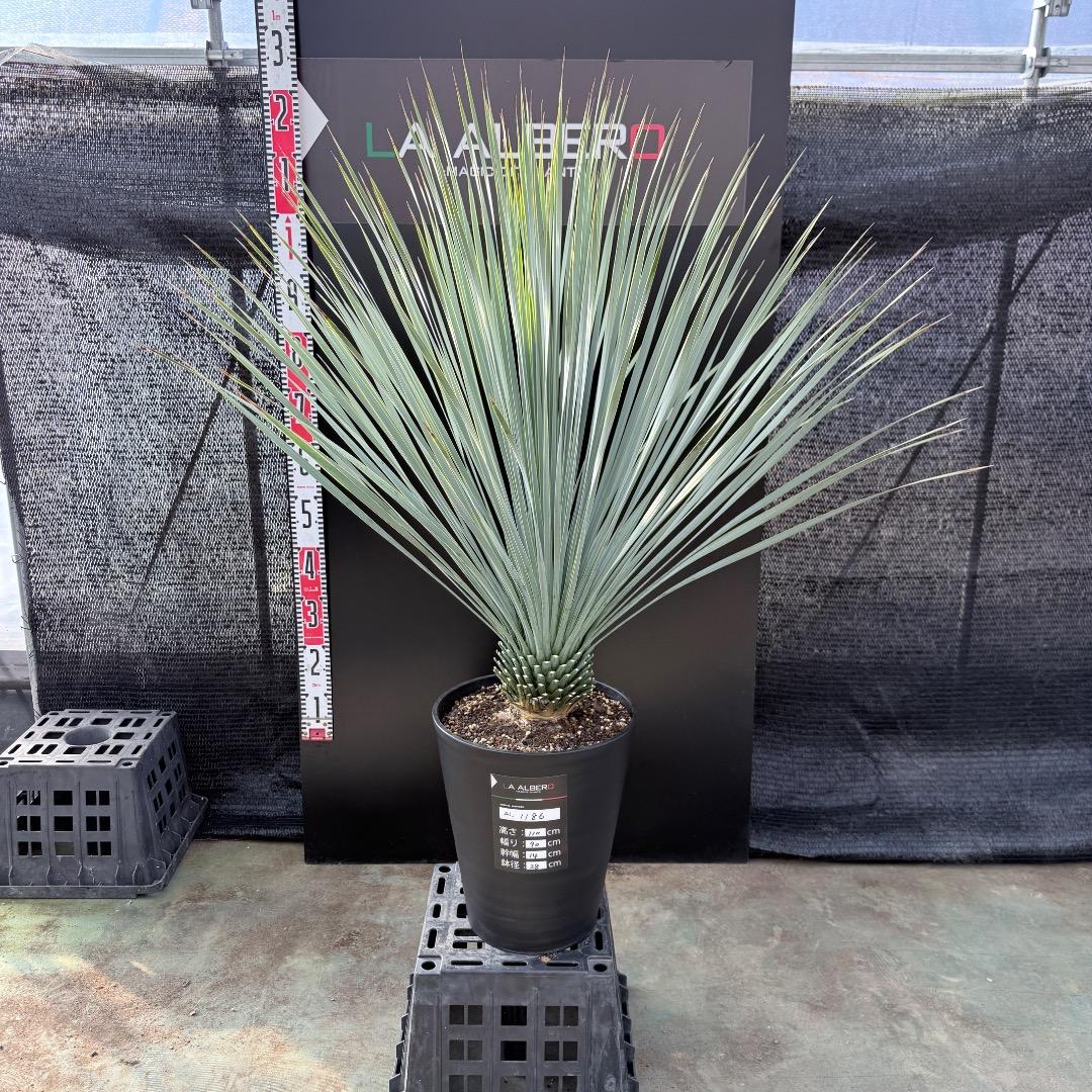 k*u様 【AL1186】ユッカ　ロストラータ　ランチョブルー