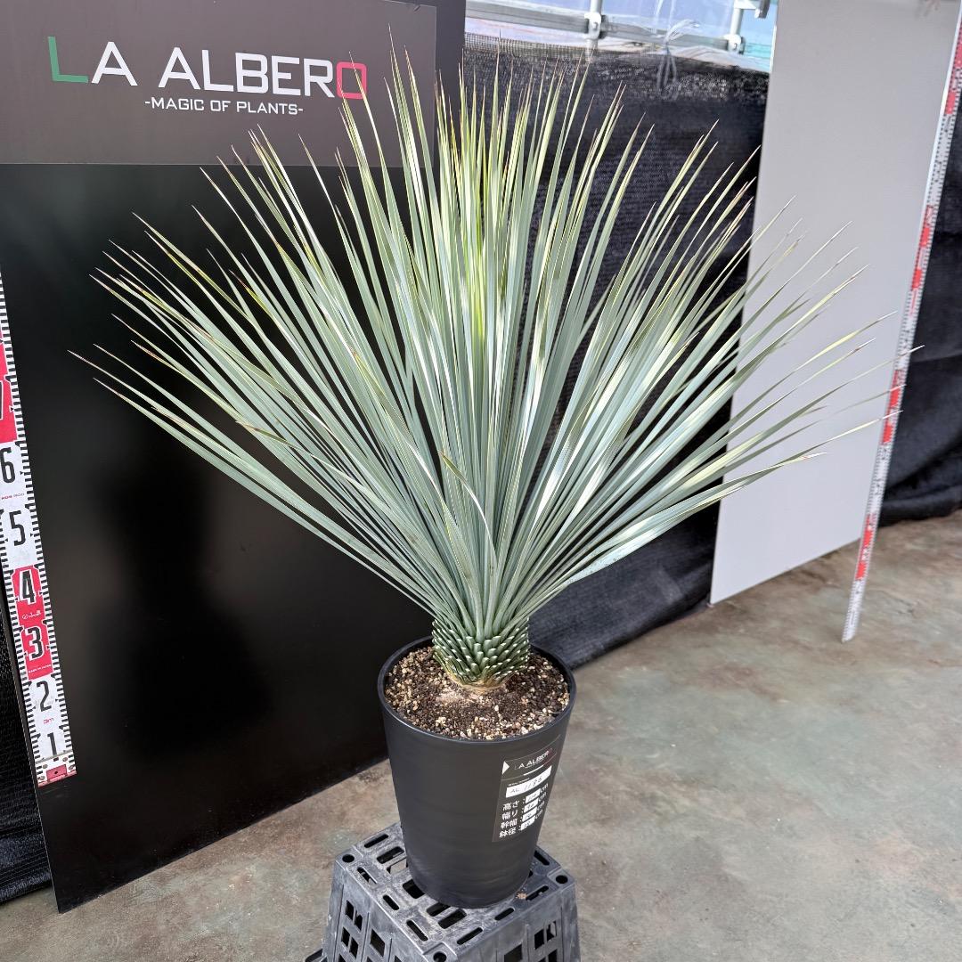 k*u様 【AL1186】ユッカ　ロストラータ　ランチョブルー