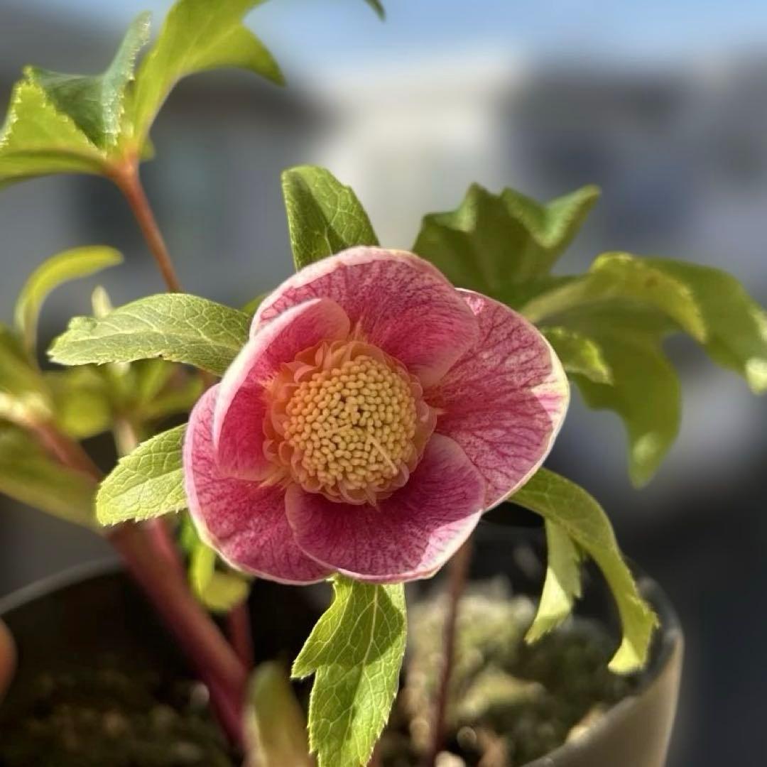広瀬園芸　クリスマスローズ　開花株　匿名発送 ピンクオーレアセミダブル　小輪