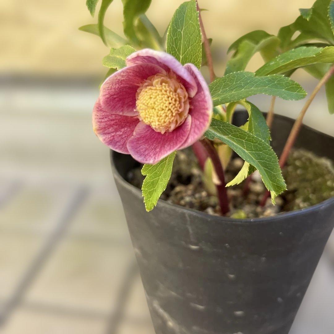 広瀬園芸　クリスマスローズ　開花株　匿名発送 ピンクオーレアセミダブル　小輪