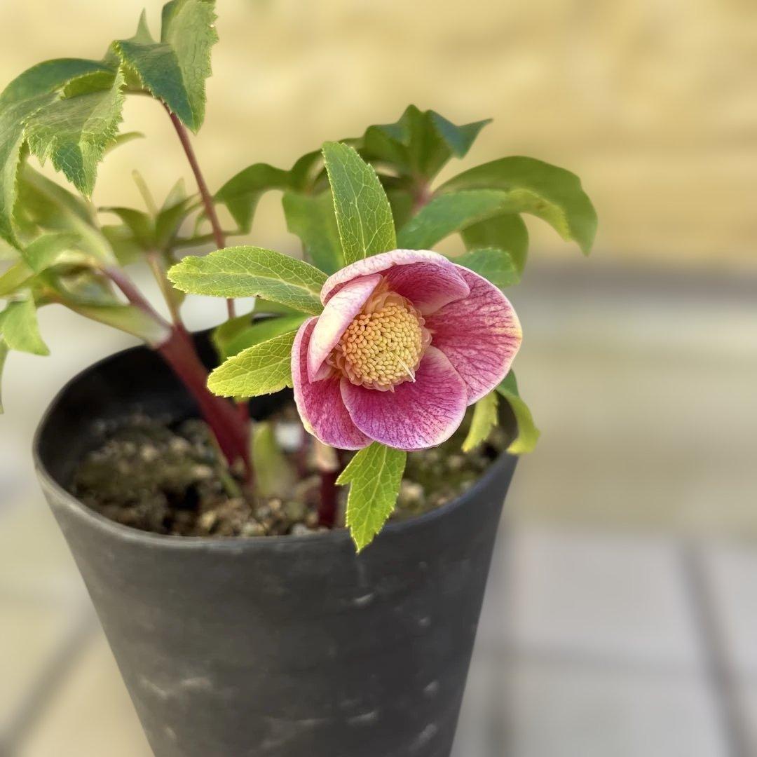 広瀬園芸　クリスマスローズ　開花株　匿名発送 ピンクオーレアセミダブル　小輪