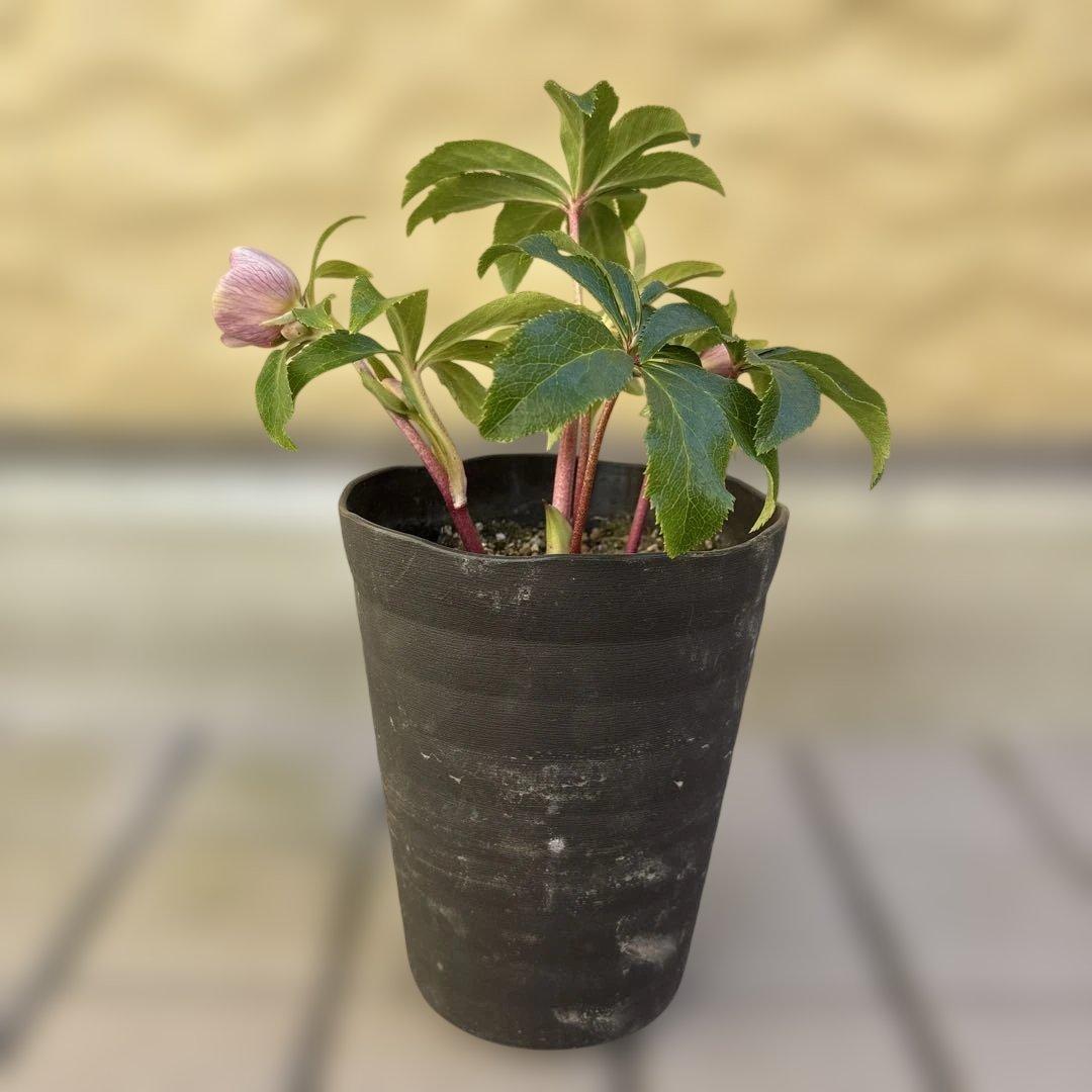 広瀬園芸　クリスマスローズ　開花株　匿名発送 ピンクオーレアセミダブル　小輪