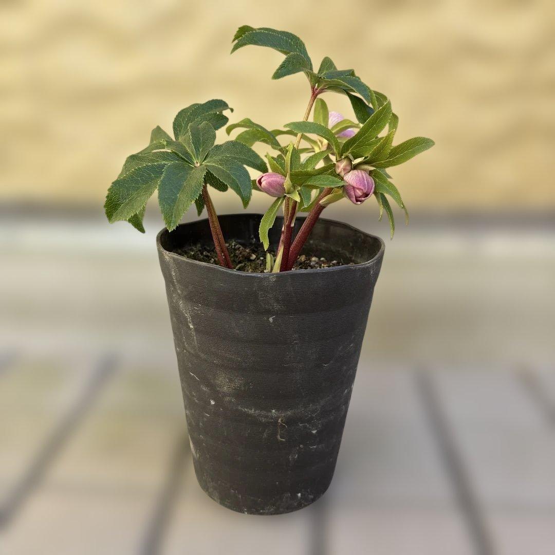 広瀬園芸　クリスマスローズ　開花株　匿名発送 ピンクオーレアセミダブル　小輪