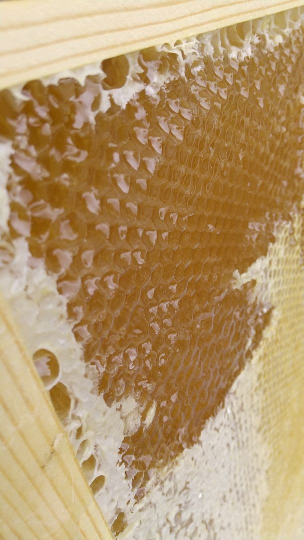 はちみつ 3kg 国産 天然 純粋 蜂蜜 3000g 【養蜂家直送】