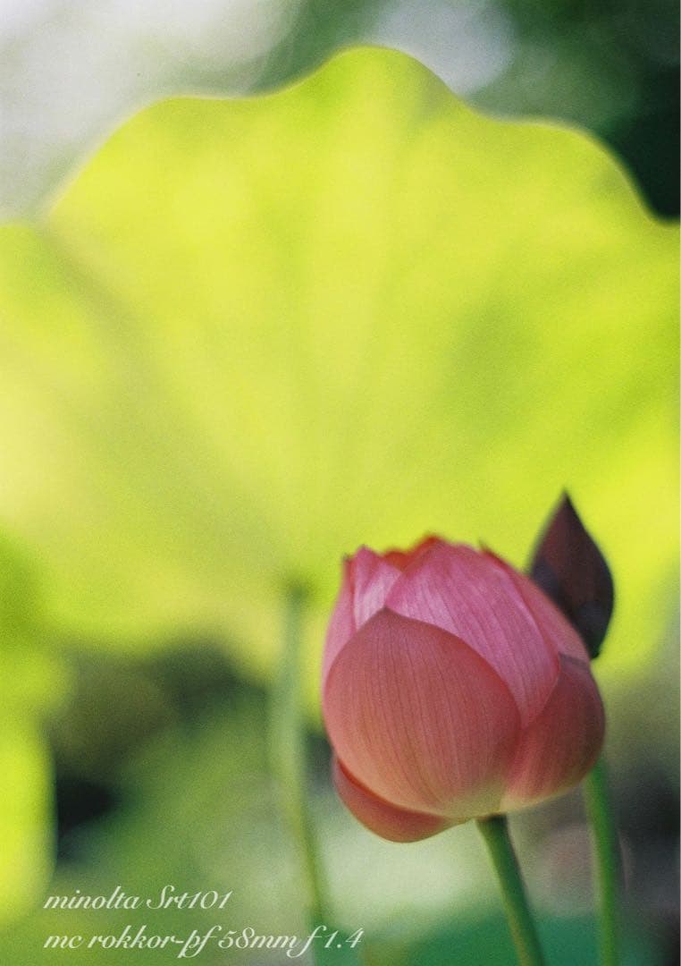 ★ミノルタsrt101★ロッコールf1.4 ★完動品＊美品＊初期保証＊作例多数