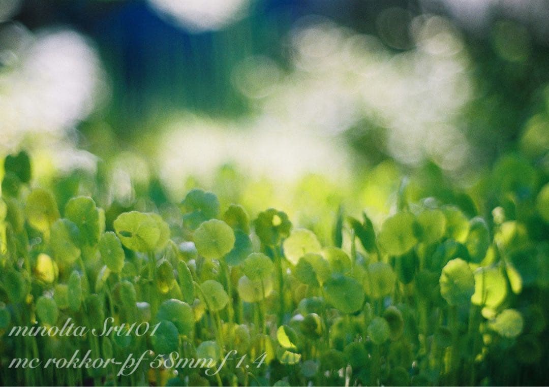 ★ミノルタsrt101★ロッコールf1.4 ★完動品＊美品＊初期保証＊作例多数