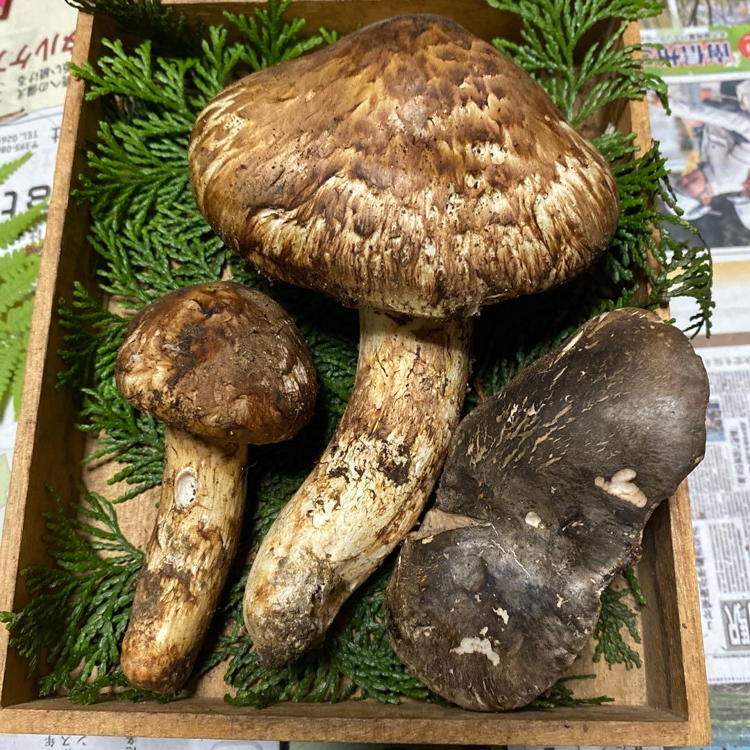 南信州豊丘産 松茸182ｇクロカワおまけ付