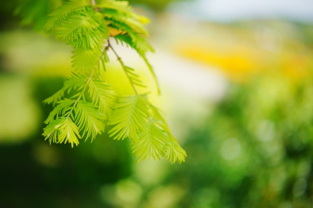 【スナップ最高】Viltrox 27mm F1.2 Pro Sony E 大口径