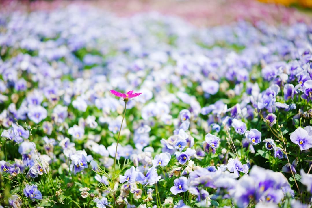 【スナップ最高】Viltrox 27mm F1.2 Pro Sony E 大口径