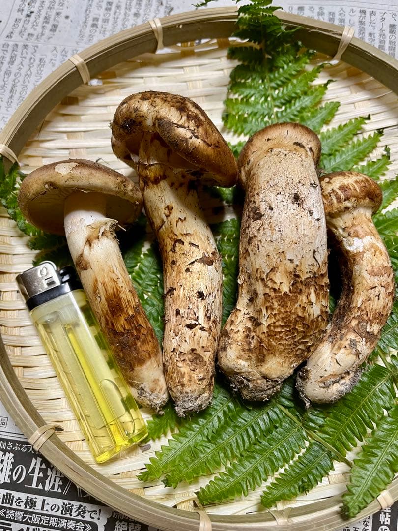 【大阪泉州産】天然松茸 「ちょっとブサイクちゃん」4本140g国産