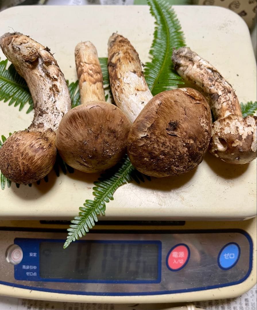 【大阪泉州産】天然松茸 「ちょっとブサイクちゃん」4本140g国産