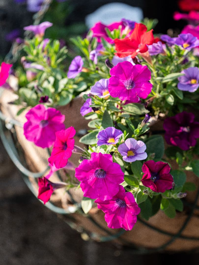 レンズ(単焦点) LUMIX leica DG ELMARIT 200mm F2.8