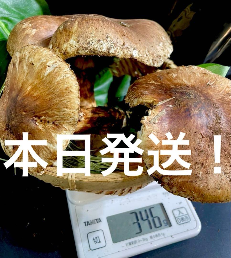 【今期最終‼︎ 希少品‼︎ 厳選 開きセット340g 】本日採れ‼︎ ◆クール便発送◆