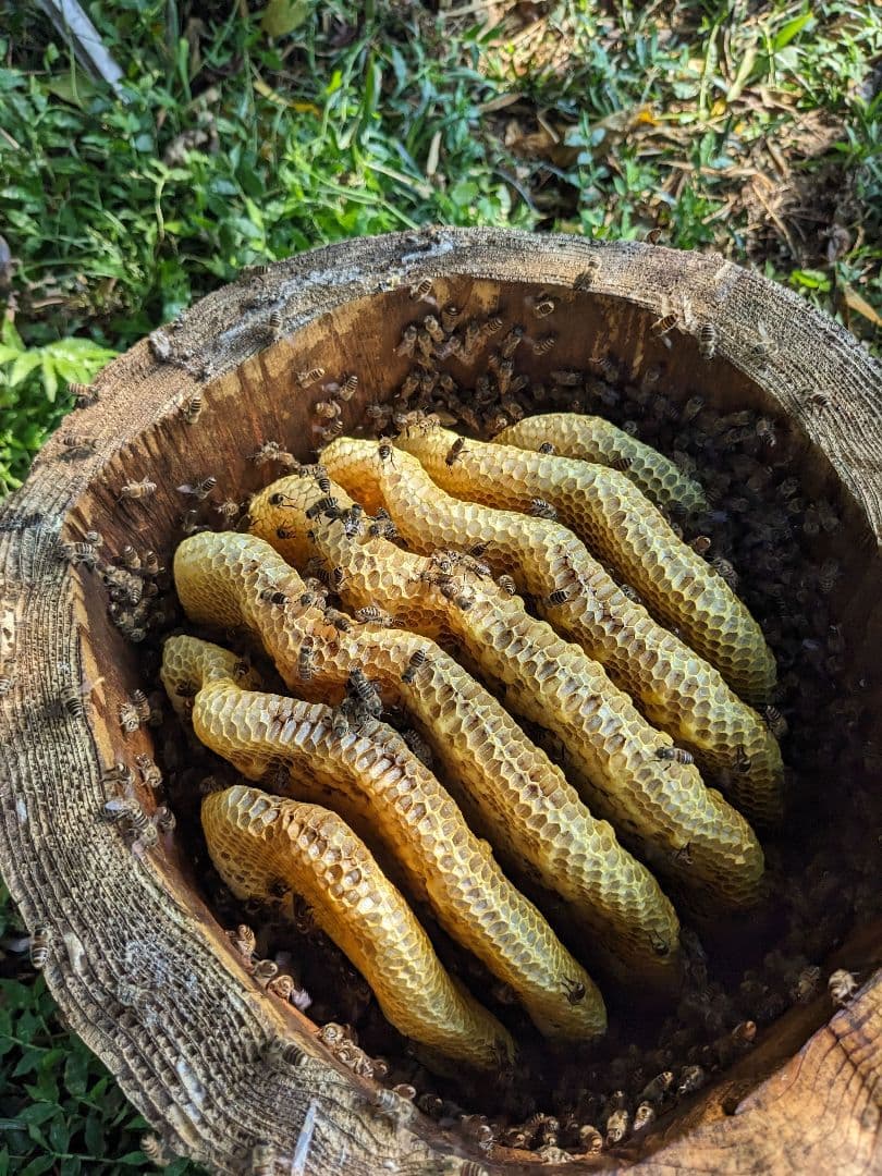日本ミツバチ 蜂蜜 令和7年度 採れたて　たれ蜜　2年もの1200g 非加熱