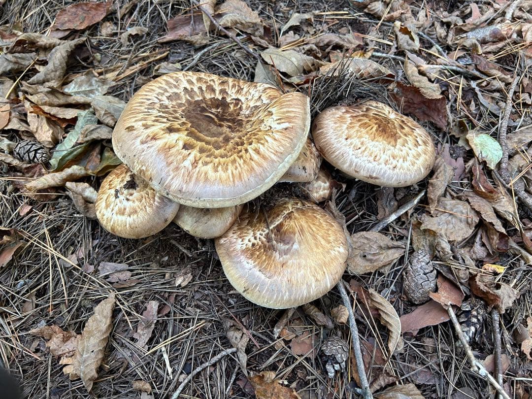 ☆信州産松茸☆開きの冷凍松茸130グラム☆まつたけ☆国産松茸☆⑨☆