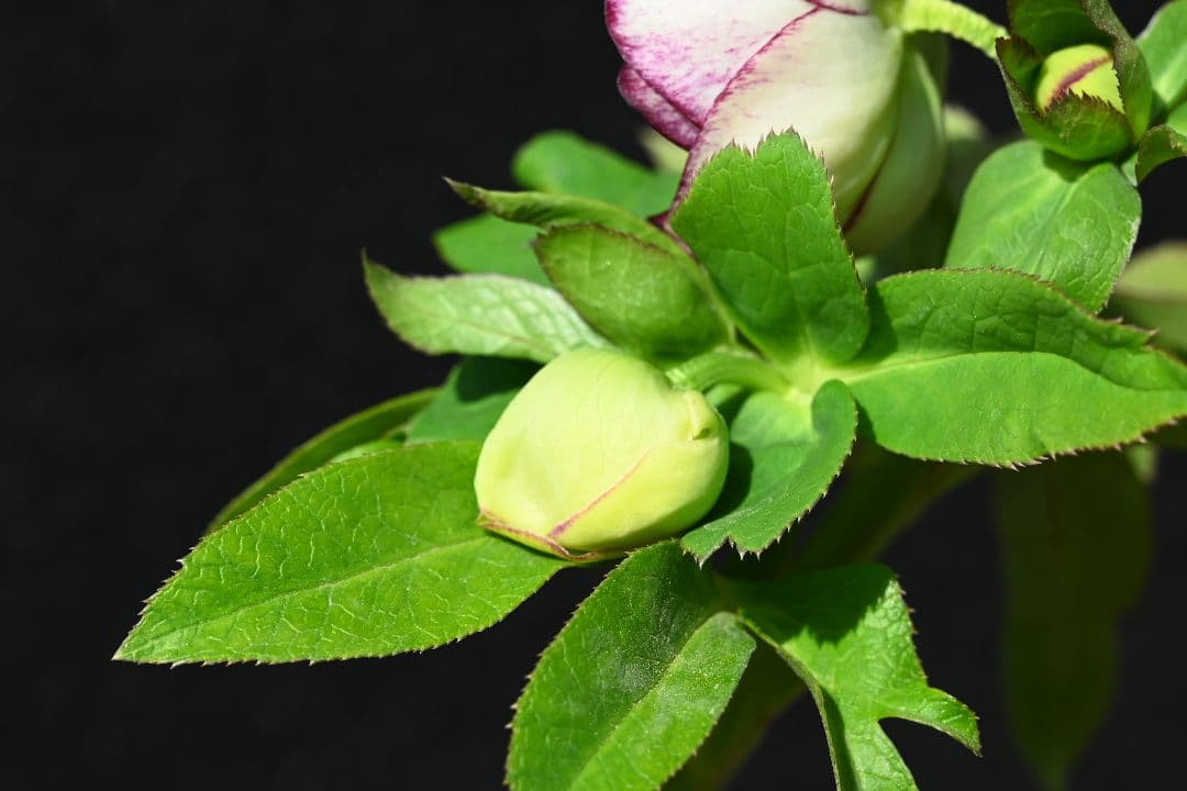 クリスマスローズ　認定毬姫プリマヴェーラ　加藤農園