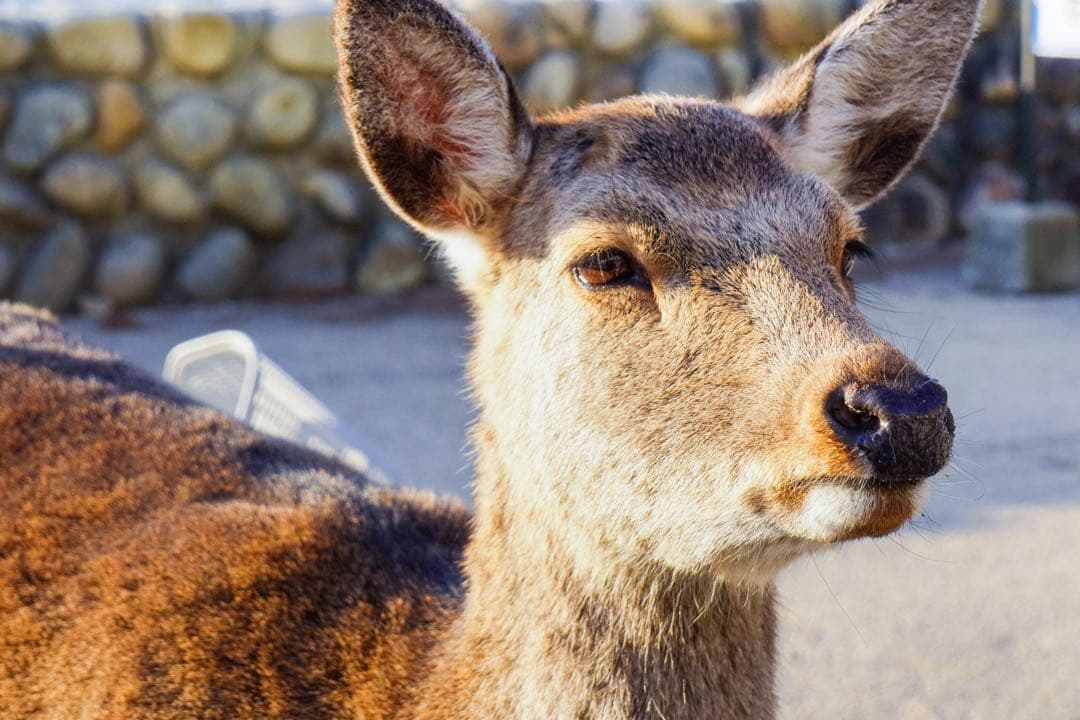 ZV-E10 VILTROX23/1.4 レンズセット