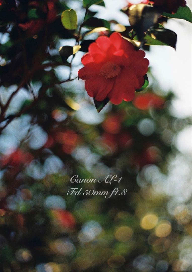 ★canon al-1★fd 50mm f1.8★完動品＊美品＊初期保証付き