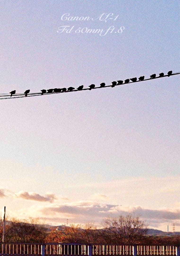 ★canon al-1★fd 50mm f1.8★完動品＊美品＊初期保証付き