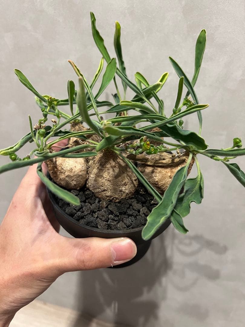 ユーフォルビア　ツベローサ　塊根植物