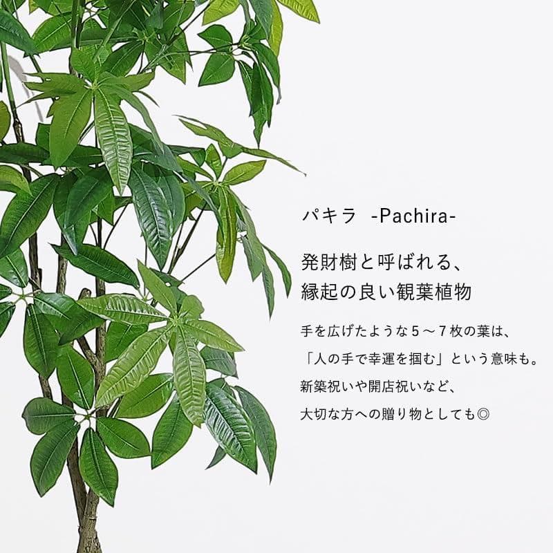 新品 三栄コーポレーション 光触媒 パキラ フェイクグリーン 約195cm