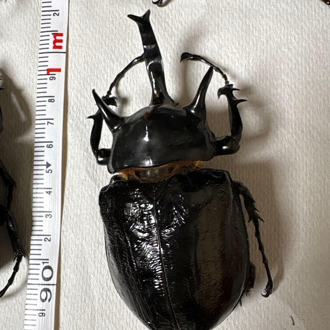 カブトムシ 標本セット 5匹