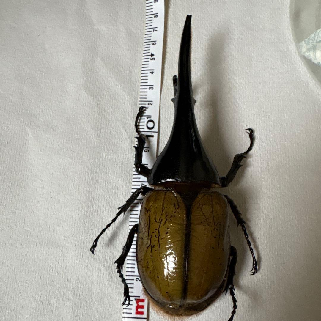 カブトムシ 標本セット 5匹