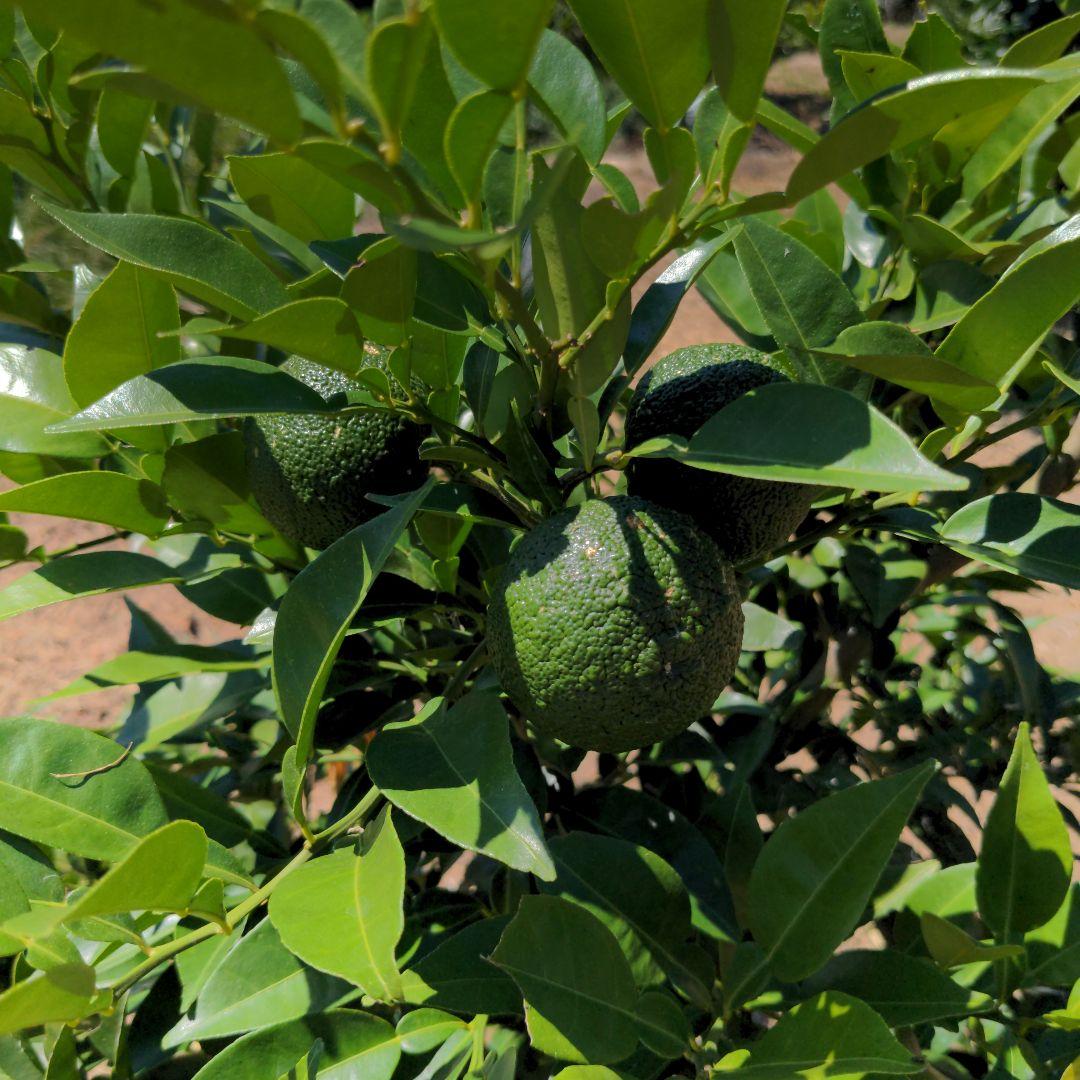 今だけ青柚子２０kg（愛媛県産）。そうめんの薬味、冷奴、刺身、酒、焼酎に◎