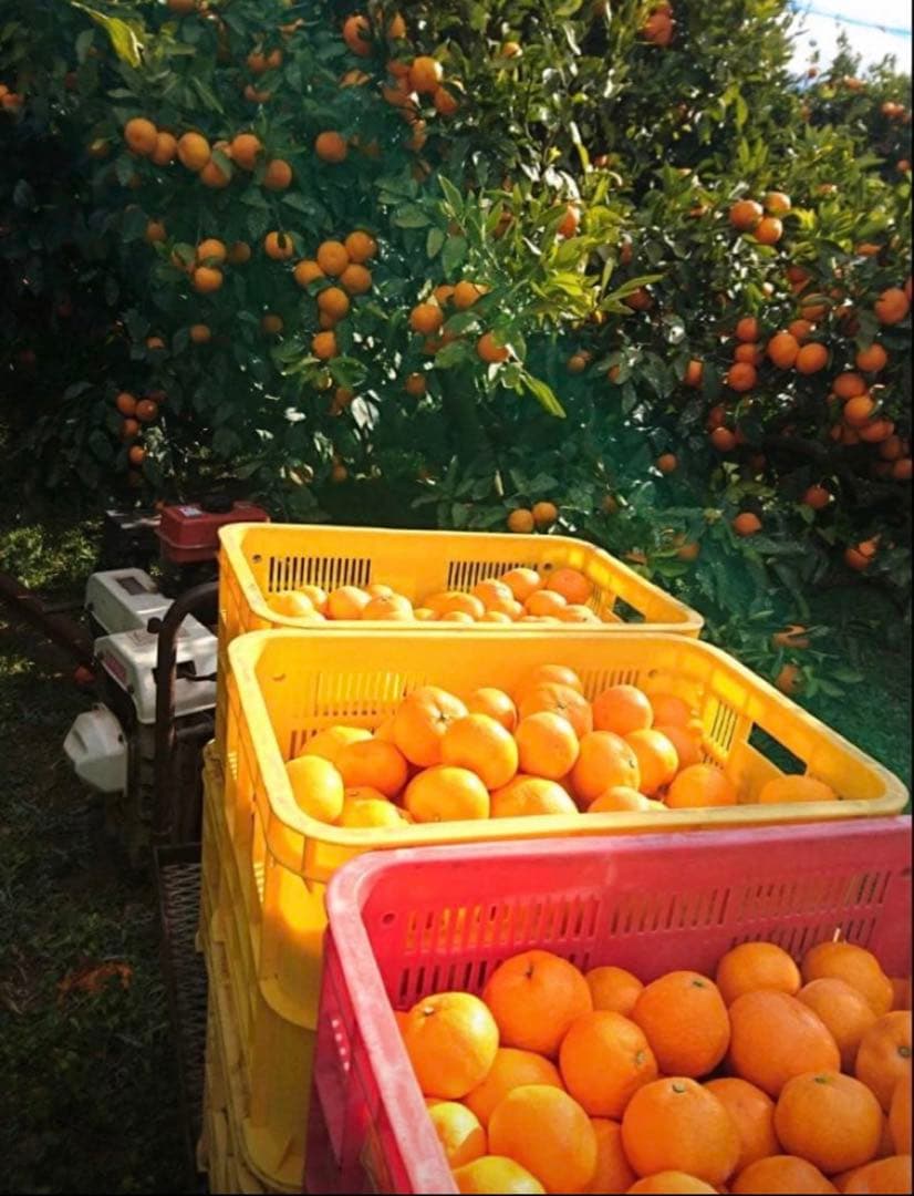 みさ! 温州みかん 樹熟大坊みかん 秀品(贈答品同様)2Sサイズ10kg