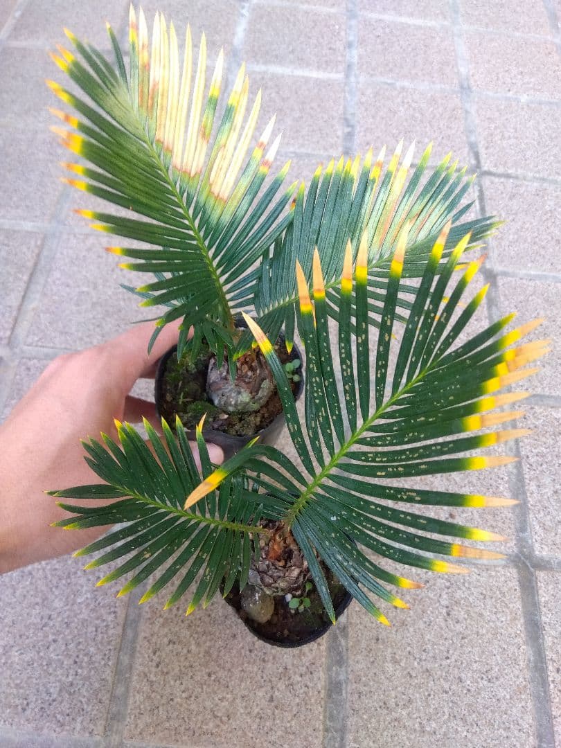 金環ソテツ　2.5号ポットつき　2株セット❗　い