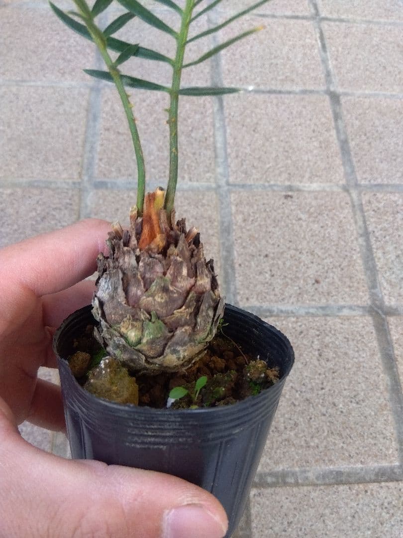 金環ソテツ　2.5号ポットつき　2株セット❗　い