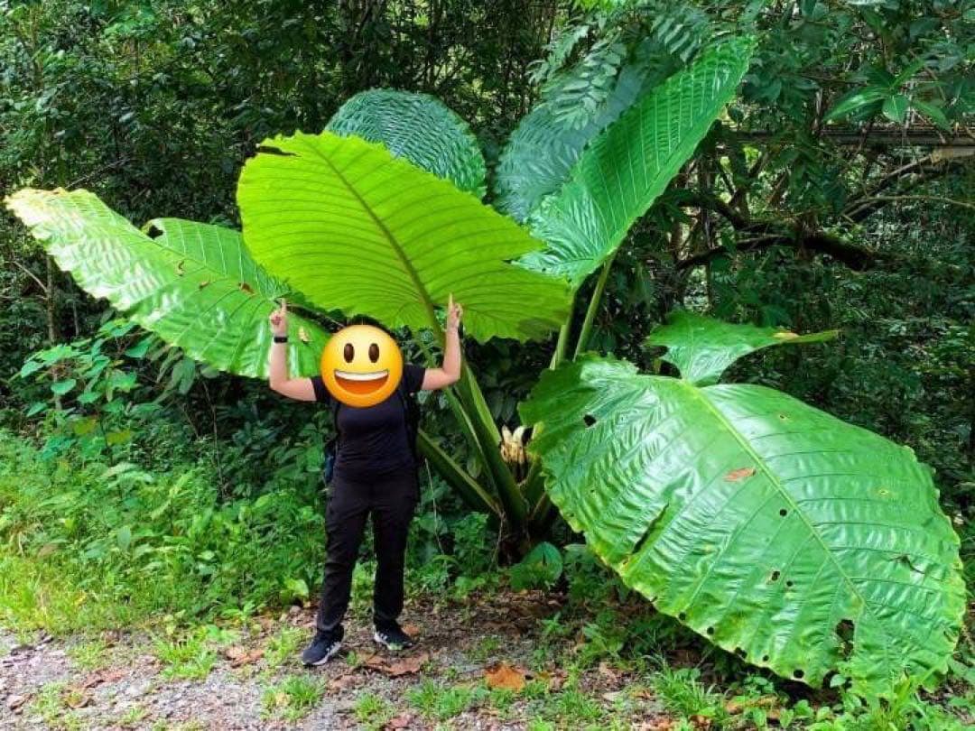 原種　世界最大　アロカシア　ロブスタ　サトイモ科　アロイド　パルダリウム　⑤