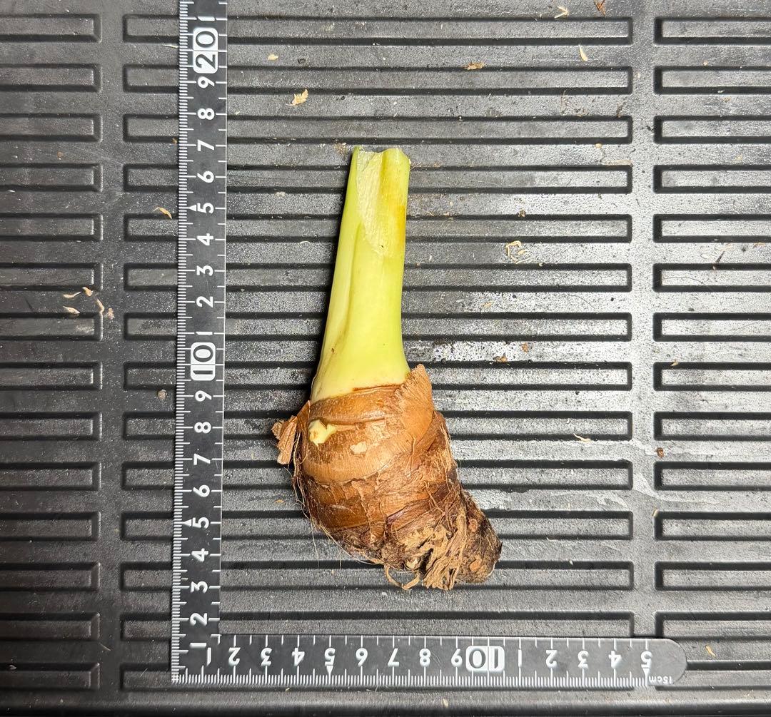 原種　世界最大　アロカシア　ロブスタ　サトイモ科　アロイド　パルダリウム　⑤